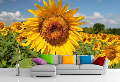 Fototapeta Sunflower dance 
